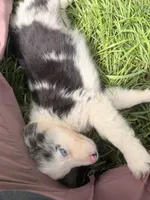 Mandy, a female Australian Shepherd for sale in North Branch, MI – 7 of 8