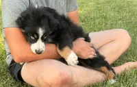Ollie, a male Australian Shepherd for sale in North Branch, MI – 6 of 8
