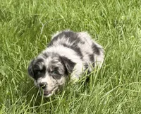 Lucy, a female Australian Shepherd for sale in North Branch, MI – 4 of 10