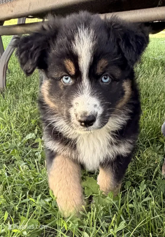 Penny – Australian Shepherd, German Shepherd Dog puppy for sale in North Branch, MI