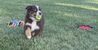 Penny , a female Australian Shepherd for sale in North Branch, MI – 9 of 10