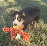 Sophie , a female Australian Shepherd for sale in North Branch, MI – 9 of 10