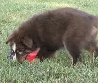 Penny , a female Australian Shepherd for sale in North Branch, MI – 10 of 10