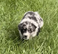 Lucy, a female Australian Shepherd for sale in North Branch, MI – 8 of 10