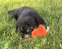 Mandy, a female Australian Shepherd and German Shepherd Dog for sale in North Branch, MI – 9 of 10