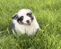 Ruby, a female Australian Shepherd for sale in North Branch, MI – 5 of 8