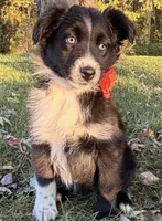 Penny, a female Australian Shepherd for sale in North Branch, MI – 8 of 10