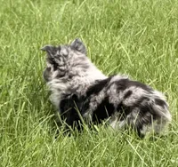 Lucy, a female Australian Shepherd for sale in North Branch, MI – 3 of 10