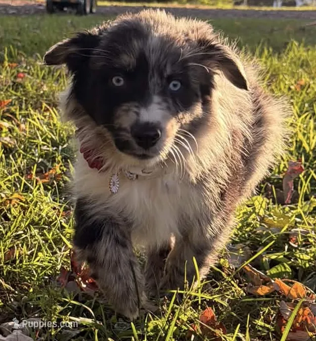 Lucy – Australian Shepherd puppy for sale in North Branch, MI