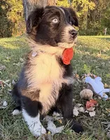 Penny, a female Australian Shepherd for sale in North Branch, MI – 5 of 10
