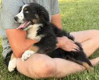 Ollie, a male Australian Shepherd for sale in North Branch, MI – 3 of 8