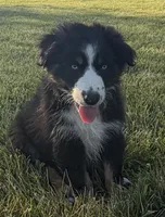 Ollie, a male Australian Shepherd for sale in North Branch, MI – 4 of 8