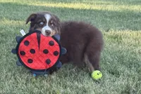 Penny , a female Australian Shepherd for sale in North Branch, MI – 7 of 10