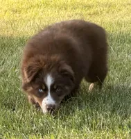 Penny , a female Australian Shepherd for sale in North Branch, MI – 6 of 10