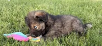 Blue , a male Australian Shepherd and German Shepherd Dog for sale in North Branch, MI – 7 of 10