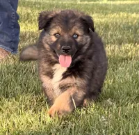 Blue , a male Australian Shepherd and German Shepherd Dog for sale in North Branch, MI – 10 of 10