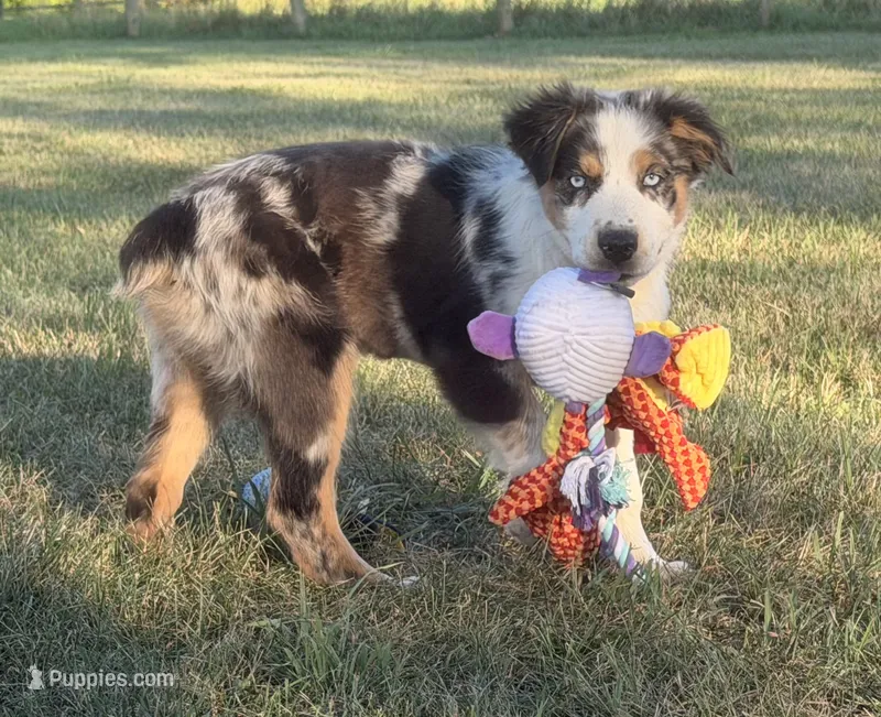Hank – Australian Shepherd puppy for sale in North Branch, MI