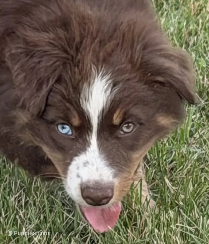 Penny  – Australian Shepherd puppy for sale in North Branch, MI