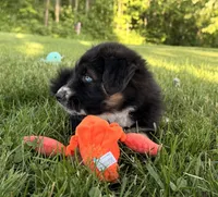 Mandy, a female Australian Shepherd and German Shepherd Dog for sale in North Branch, MI – 7 of 10