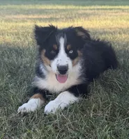 Sophie , a female Australian Shepherd for sale in North Branch, MI – 7 of 10