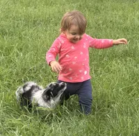 Lucy, a female Australian Shepherd for sale in North Branch, MI – 5 of 10