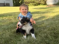Sophie , a female Australian Shepherd for sale in North Branch, MI – 8 of 10