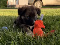 Dolly, a female Australian Shepherd and German Shepherd Dog for sale in North Branch, MI – 10 of 10
