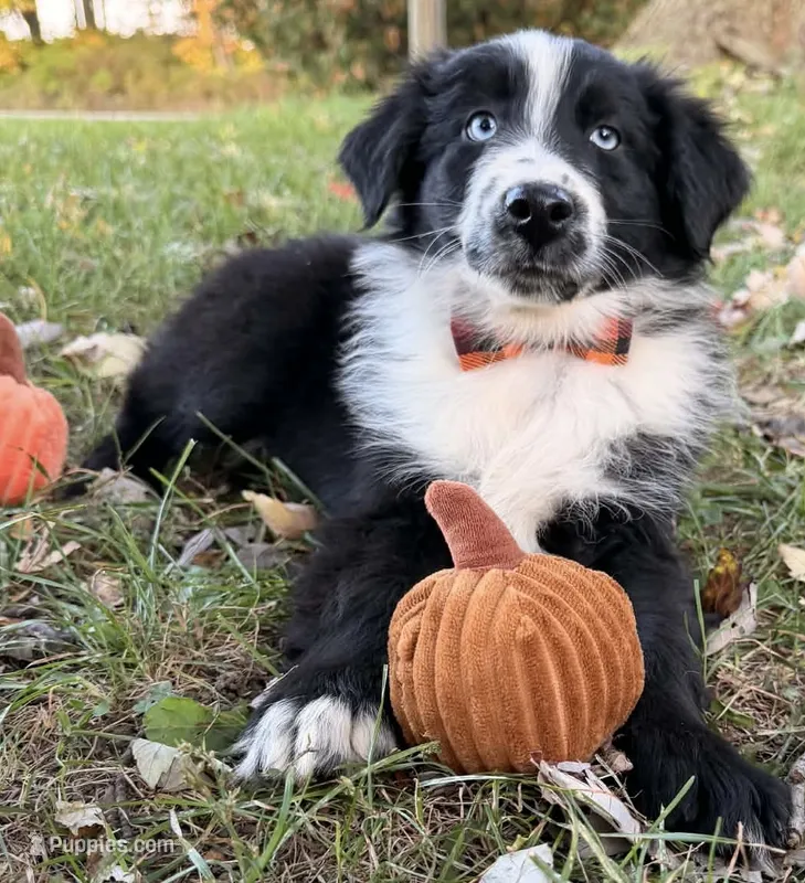 Percy – Australian Shepherd puppy for sale in North Branch, MI