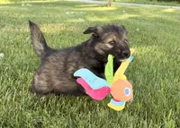 Blue , a male Australian Shepherd and German Shepherd Dog for sale in North Branch, MI – 9 of 10