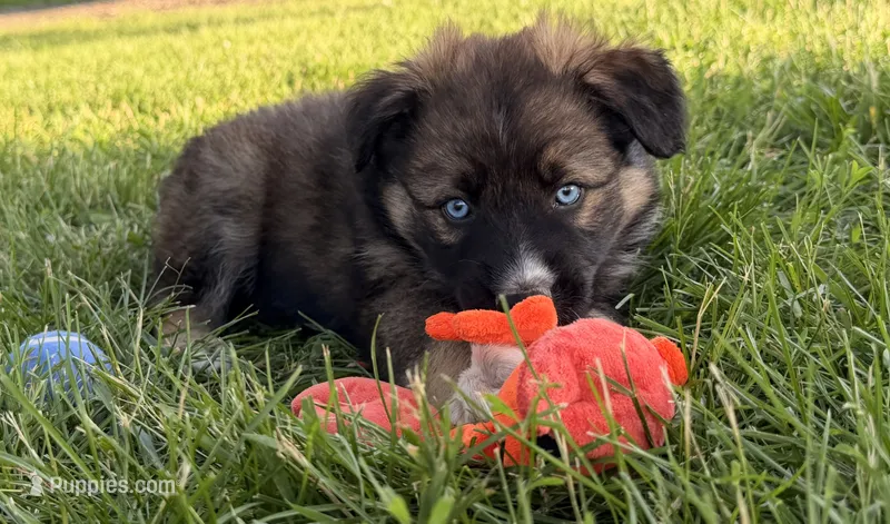 Dolly – Australian Shepherd, German Shepherd Dog puppy for sale in North Branch, MI