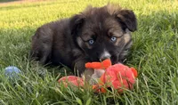 Dolly, a female Australian Shepherd and German Shepherd Dog for sale in North Branch, MI – 1 of 10