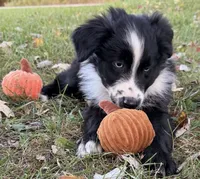 Percy, a male Australian Shepherd for sale in North Branch, MI – 6 of 9