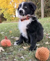 Percy, a male Australian Shepherd for sale in North Branch, MI – 8 of 9