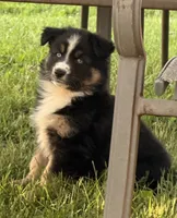 Penny, a female Australian Shepherd and German Shepherd Dog for sale in North Branch, MI – 3 of 10