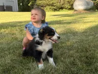 Sophie , a female Australian Shepherd for sale in North Branch, MI – 3 of 10