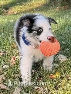 Mandy – Australian Shepherd puppy for sale in North Branch, MI