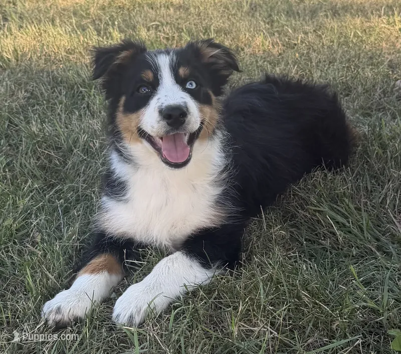 Sophie  – Australian Shepherd puppy for sale in North Branch, MI