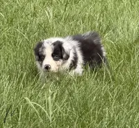 Remi, a male Australian Shepherd for sale in North Branch, MI – 6 of 7
