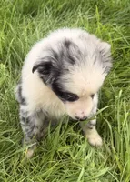 Ruby, a female Australian Shepherd for sale in North Branch, MI – 7 of 8