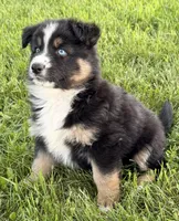 Penny, a female Australian Shepherd and German Shepherd Dog for sale in North Branch, MI – 10 of 10