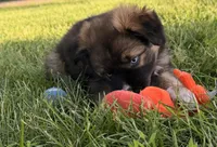 Dolly, a female Australian Shepherd and German Shepherd Dog for sale in North Branch, MI – 6 of 10