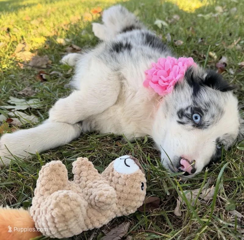 Lily – Australian Shepherd puppy for sale in North Branch, MI