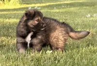 Blue , a male Australian Shepherd and German Shepherd Dog for sale in North Branch, MI – 8 of 10