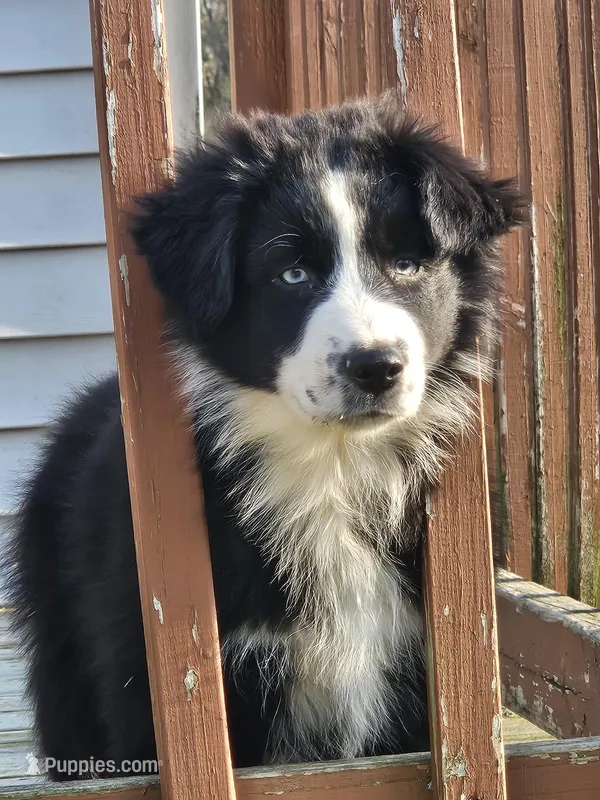 Charlie – Australian Shepherd puppy for sale in North Branch, MI