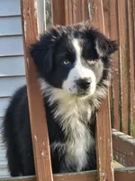 Charlie, a male Australian Shepherd for sale in North Branch, MI – 1 of 2
