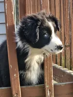 Charlie, a male Australian Shepherd for sale in North Branch, MI – 2 of 2