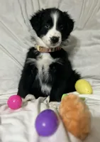 Charlie, a male Australian Shepherd for sale in North Branch, MI – Photo 1 of 2