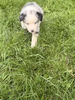Finn, a male Australian Shepherd for sale in North Branch, MI – 4 of 6