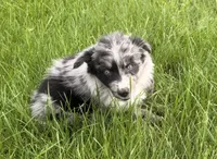 Lucy, a female Australian Shepherd for sale in North Branch, MI – 7 of 10