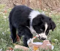 Percy, a male Australian Shepherd for sale in North Branch, MI – 2 of 9